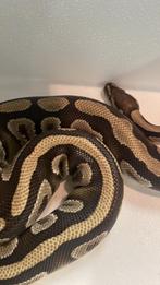 Python regius femelle mojave dinker, Animaux & Accessoires, Reptiles & Amphibiens