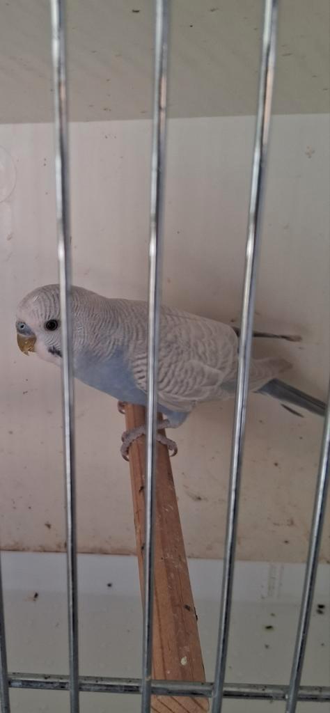 Jonge grasparkieten beschikbaar., Dieren en Toebehoren, Vogels | Overige Vogels