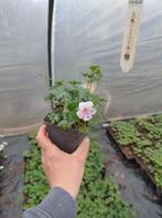 Geranium biokovo, Jardin & Terrasse, Plantes | Jardin, Enlèvement, Couvre-sol, Été, Plante fixe