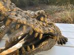 Beeld krokodil, tuin, zwembad, vijver, woonkamer 125cm, Tuin en Terras, Ophalen, Nieuw, Kunststof, Dierenbeeld