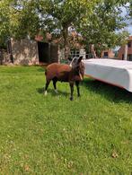 Zwartbles ram, Dieren en Toebehoren