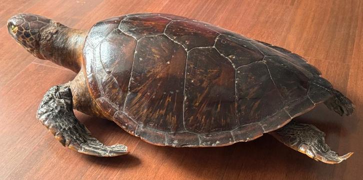 Rare Réplique d'une Tortue Géante Grandeur Nature de 1920, Antiquités & Art, Antiquités | Accessoires de maison, Enlèvement