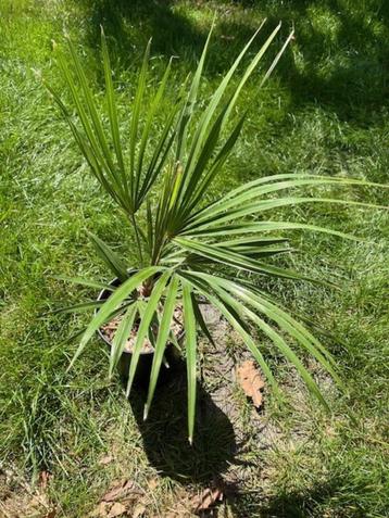 Trachycarpus princeps x Naggy ! beschikbaar voor biedingen
