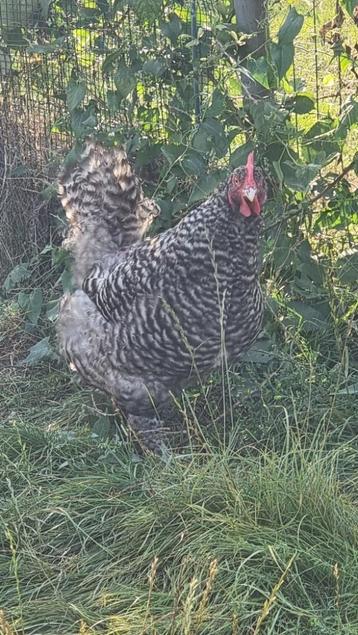 3 Mechelse koekoeken hennen 1,6 jaar beschikbaar voor biedingen