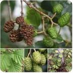 ZWARTE ELS HOOGSTAM, MAAT 8/10 cm: 40€, MAAT 10/12: 55€/Stuk, Tuin en Terras, Overige soorten, Lente, 250 tot 400 cm, Ophalen