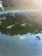 Japanse koi, Ophalen of Verzenden