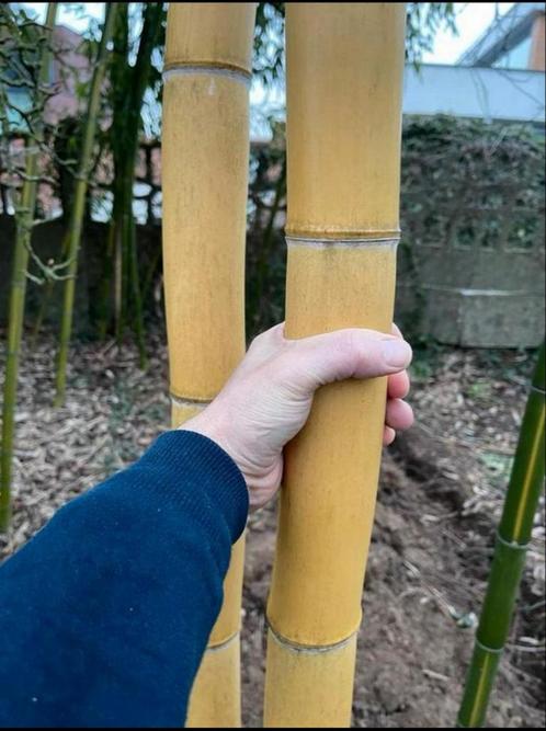 Reuze bamboe te koop., Tuin en Terras, Planten | Struiken en Hagen, Bamboe, Ophalen of Verzenden
