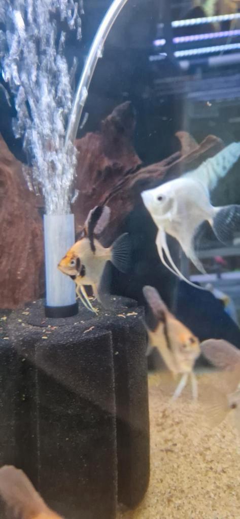 Mooie jonge Koi maanvissen, Dieren en Toebehoren, Vissen | Aquariumvissen