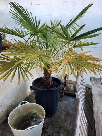2 palmiers Trachicarpus Fortunei à - 18