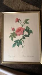 Cadre rose « Rosa Inermis » en parfait état, Antiquités & Art, Enlèvement ou Envoi