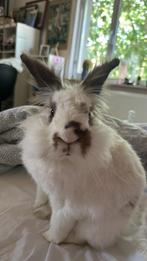 Tam konijn 8 jaar otk, Dieren en Toebehoren, Konijnen, Mannelijk, Middelgroot, 6 tot 8 jaar