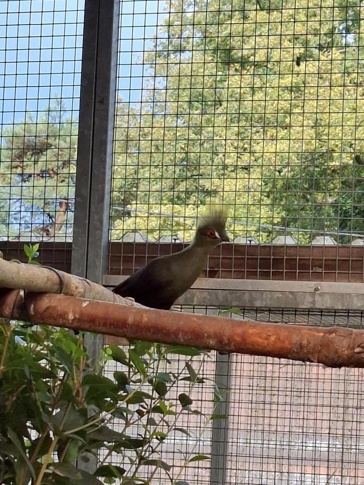 Toerako Buffon's 2-0, Animaux & Accessoires, Oiseaux | Oiseaux Autre, Oiseau tropical, Mâle, Bagué