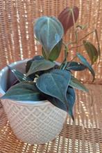 philodendron micans, Autres espèces, Enlèvement ou Envoi, Moins de 100 cm, Plante verte