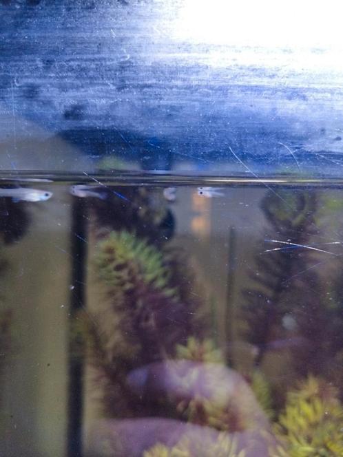 Baby guppen, Dieren en Toebehoren, Vissen | Aquariumvissen, Zoetwatervis, Vis, Schoolvis