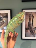 Male cameleon 1,5 an. Reproducteur confirmé, Animaux & Accessoires, Enlèvement