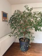 Ficus Benjamina, Tuin en Terras, Planten | Bomen, Ophalen