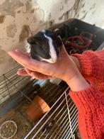 Cavia jonge beertjes, Dieren en Toebehoren, Cavia, Augustus, Mannelijk, Tam