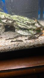 Algeneters, Dieren en Toebehoren, Overige soorten