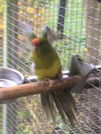 Kakariki's, Dieren en Toebehoren, Meerdere dieren, Parkiet