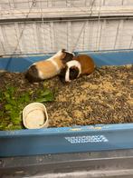 Graties, Dieren en Toebehoren, Knaagdieren, September, Mannelijk, Cavia
