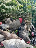gratis haan mechelse koekoek, Dieren en Toebehoren, Pluimvee, Mannelijk, Kip
