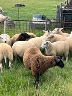 Lot van 17 weide ooi lammeren voor de kweek, Dieren en Toebehoren, Schapen, Geiten en Varkens, Vrouwelijk, Schaap