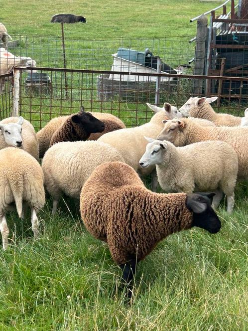 Lot van 17 weide ooi lammeren voor de kweek, Dieren en Toebehoren, Schapen, Geiten en Varkens, Schaap, Vrouwelijk