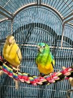 Een paar papegaaien met rode stuit, Dieren en Toebehoren, Vogels | Parkieten en Papegaaien, Mannelijk