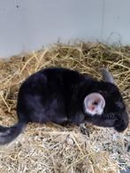 chinchilla's, Dieren en Toebehoren, April, Vrouwelijk, Chinchilla