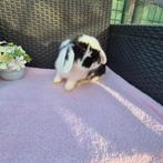 Super lief klein Minilop voedstertje, Dieren en Toebehoren, Vrouwelijk, Dwerg, Hangoor, 0 tot 2 jaar