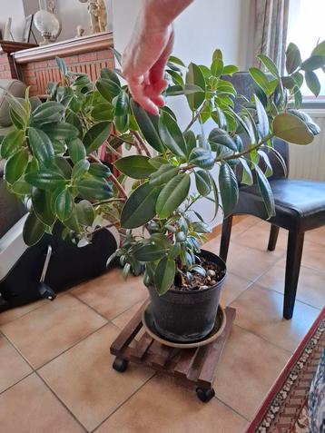 Ficus 1m € 60 beschikbaar voor biedingen