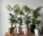 Kamerplantjes Chamaedorea Dwergpalm +-48cm hoog, Ophalen of Verzenden