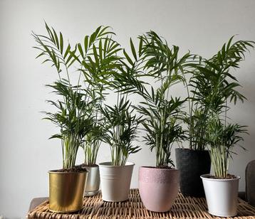 Kamerplantjes Chamaedorea Dwergpalm +-48cm hoog beschikbaar voor biedingen
