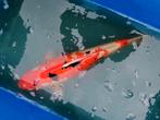 Japanse's koi Sanke en chagoi, Dieren en Toebehoren, Vissen | Vijvervissen
