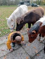 Shetland x Appaloosa merrie🩷 en hengst 🩵veulen, Dieren en Toebehoren, Paarden