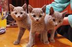Blauwe Rus kittens, Dieren en Toebehoren, Meerdere dieren, Gechipt, 0 tot 2 jaar