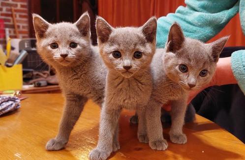 Blauwe Rus kittens, Dieren en Toebehoren, Katten en Kittens | Raskatten | Korthaar, Meerdere dieren, 0 tot 2 jaar, Met stamboom