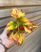Coleus / siernetel, Tuin en Terras, Ophalen of Verzenden