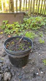 Noten boom 2 jaar oud, Tuin en Terras, Ophalen of Verzenden