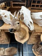 Hertenkop opgezette 75€, Enlèvement ou Envoi