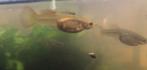 Guppy’s groot en klein, Dieren en Toebehoren, Vis, Zoetwatervis, Schoolvis