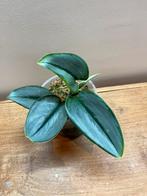 Scindapsus Teubii Moonlight, Enlèvement ou Envoi