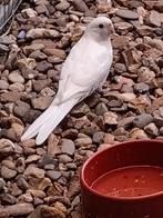 Witte Pennant Rosellas, Dieren en Toebehoren