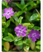 Maagdenpalm/ vinca minor, Tuin en Terras, Ophalen, Vaste plant