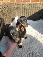 Prachtige ruwharige teckel pups, Dieren en Toebehoren, België, Parvo, 8 tot 15 weken, Teef