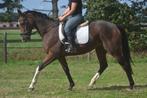 Lieve brave ruin, B, Ruin, 3 tot 6 jaar, 160 tot 165 cm