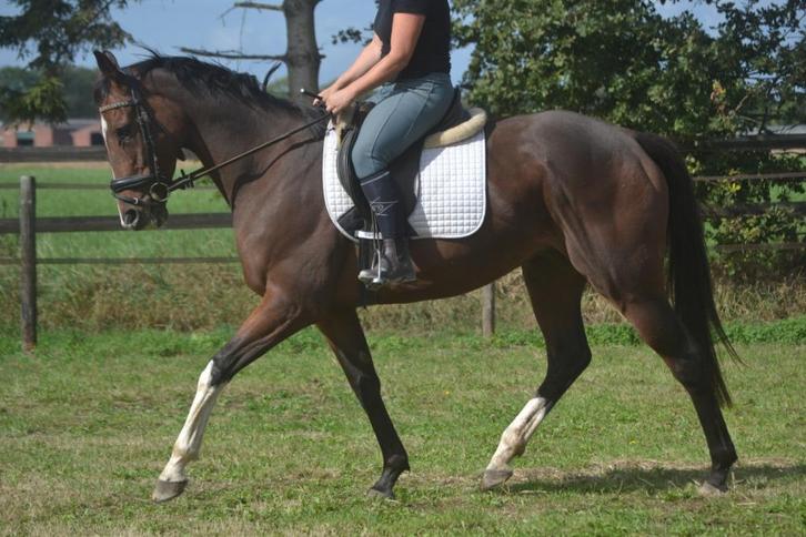 Lieve brave ruin, Dieren en Toebehoren, Paarden, Ruin, B, 160 tot 165 cm, 3 tot 6 jaar, Recreatiepaard