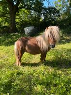 Shetlander hengst, Dieren en Toebehoren, Pony's, Hengst, A pony (tot 1.17m), Gechipt, 0 tot 2 jaar