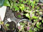 Tradescantia 'Green Hill' en andere kamerplanten, Huis en Inrichting, Kamerplanten, Ophalen, Overige soorten, Halfschaduw, Minder dan 100 cm