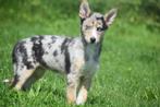 Kruising Husky x Australische herder pups, Dieren en Toebehoren, België, 8 tot 15 weken, CDV (hondenziekte), Meerdere